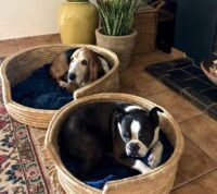 Pet Baskets (1)